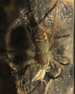 C9334BE6-6248-4A51-8DAB-91C39E5E6BC5.jpeg C9334BE6-6248-4A51-8DAB-91C39E5E6BC5.jpeg