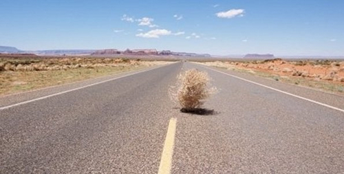 tumbleweed