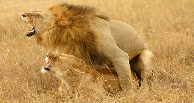 lion-couple